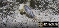 Mick's Silverfish Control Brisbane image 8